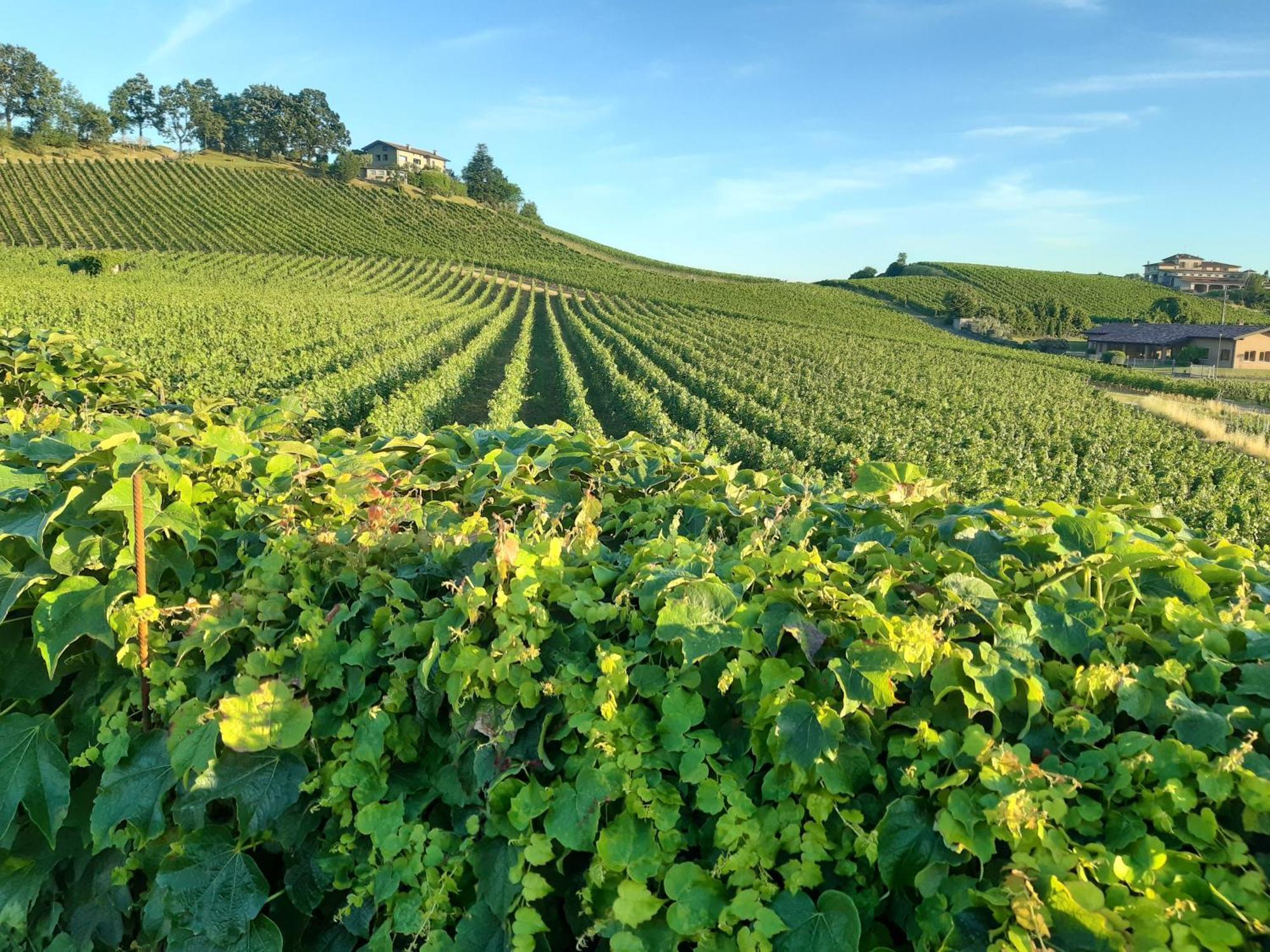 Appartamento Franciacorta Cazzago San Martino Eksteriør billede